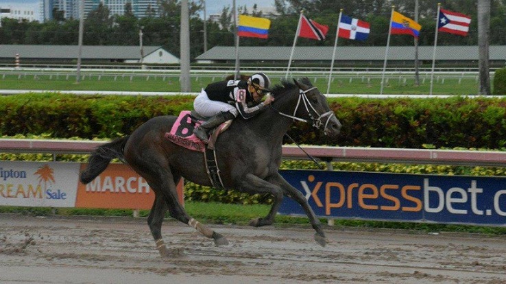 Coltimus Prime, horse, Milwaukee Brew, Copa Invitacional de Importados, sábado, 9 de diciembre de 2017, Gulfstream Park. Foto: Coglianese Photos