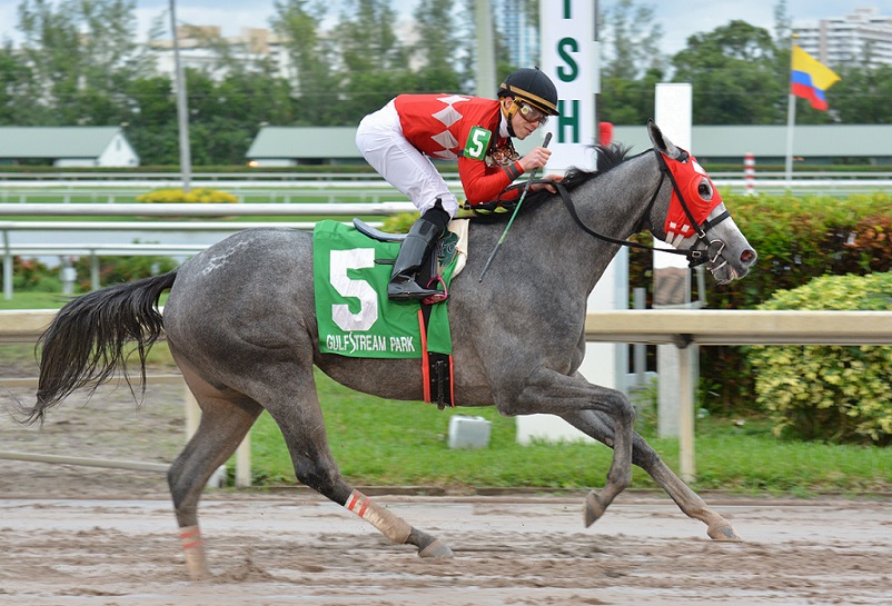 Jaguaryu, horse, Point Determined, Copa Dama Del Caribe, sábado, 9 de diciembre de 2017, Gulfstream Park. Foto: Coglaniese Photo