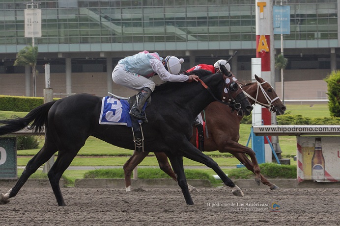 Jala Jala, horse, Cuadra San Jorge, Clásico Otoño, viernes, 26 de octubre de 2018, Hipódromo de Las Américas. Foto: Foto: Miguel Ángel Espinoza
