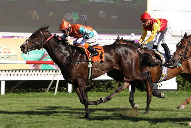 Aeronáutica, horse, Haras Don Alberto, Clásico FEDEFRUTA, viernes, 16 de noviembre de 2018, Club Hípico de Santiago. Foto: Jaime Cortés