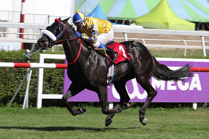Sir Mistery, horse, Sir Cat, Clásico Círculo de Dueños de FS de Carreras, viernes, 16 de noviembre de 2018, Club Hípico de Santiago. Foto: Jaime Cortés