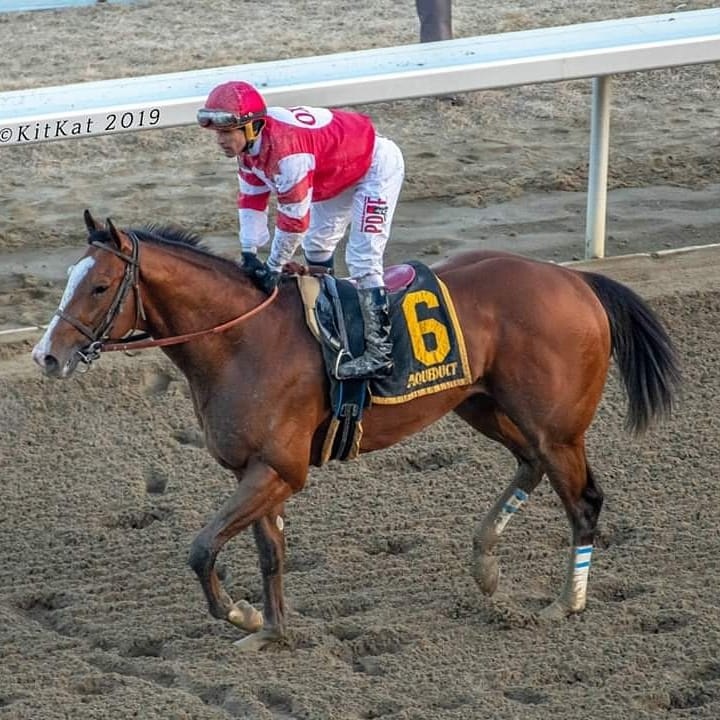 Instragrand, horse, Foto Cortesía Kathleen O´Leary Heane