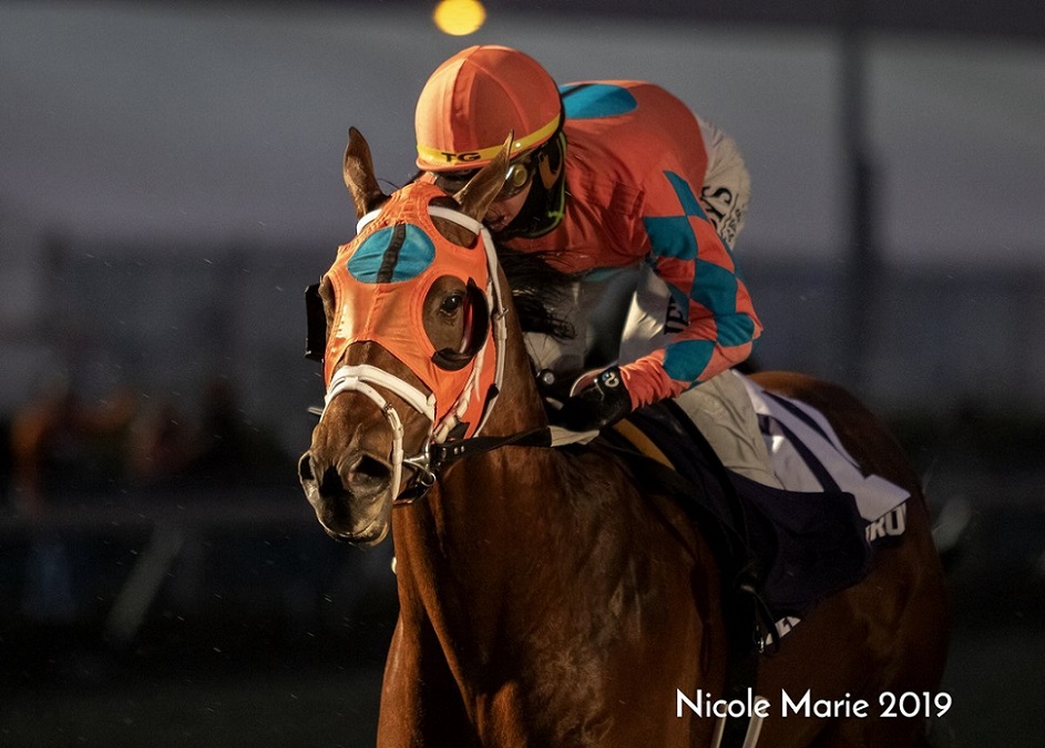 Somelikeithotbrown, horse, Big Brown, Jeff Ruby” Stakes, sábado, 9 de marzo de 2019, Turfway Park. Foto: Nicole Marie