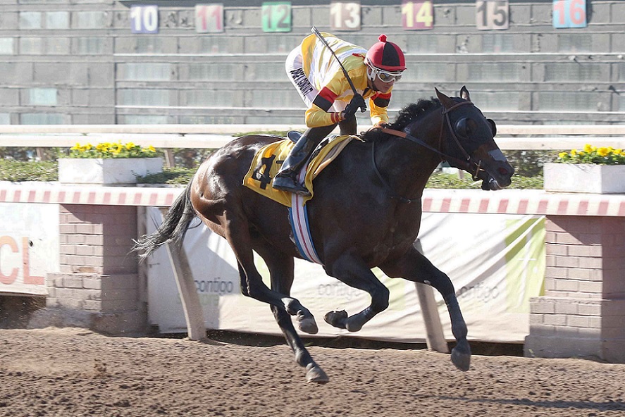 Peumayen, horse, Haras Lizzie, Clásico Carabineros de Chile, sábado, 6 de abril de 2019, Hipódromo de Chile. Foto: Jaime Cortés