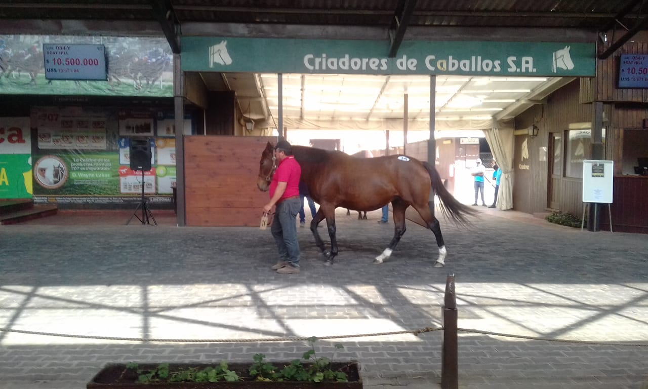 Purasangres, horse, Haras Puerta de Hierro, Remate, martes, 9 de abril de 2019, Feria de Criadores Chile. Foto: Comunicaciones JDG