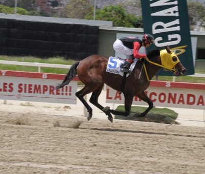 Cacciatora, horse, Haras Los Caracaros, UNICRIA Potras, sábado, 11 de mayo de 2019, La Rinconada. Foto: Foto José Antonio Aray