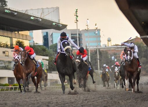 Ferragamo, horse, Cuadra San Isidro, Clásico Nueva Hípica, Hipódromo de Las Américas, sábado, 18 de mayo de 2019. Foto: Miguel Ángel Espinoza