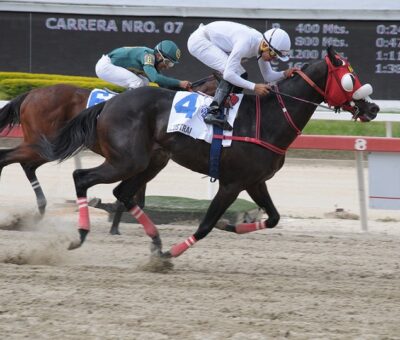 Ilustrado, horse, Haras La Quebrada, UNICRIA Machos, domingo, 5 de mayo de 2019, La Rinconada. Foto: Foto José Antonio Aray