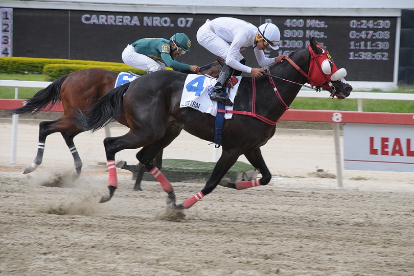 Ilustrado, horse, Haras La Quebrada, UNICRIA Machos, domingo, 5 de mayo de 2019, La Rinconada. Foto: Foto José Antonio Aray