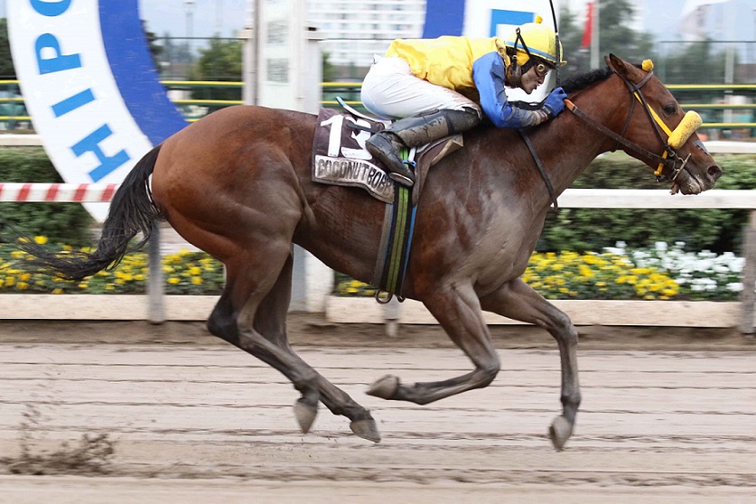Coconut Bobby, horse, Haras Convento Viejo, Clásico Tanteo de Potrillos, sábado, 29 de junio de 2019, Hipódromo de Chile. Foto: Jaime Cortés
