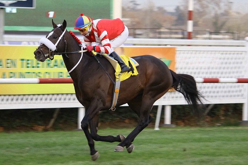 Del Bosque, horse, Haras Don Alberto, Clásico Ismael Tocornal, lunes, 3 de junio de 2019, Club Hípico de Santiago. Foto: Jaime Cortés