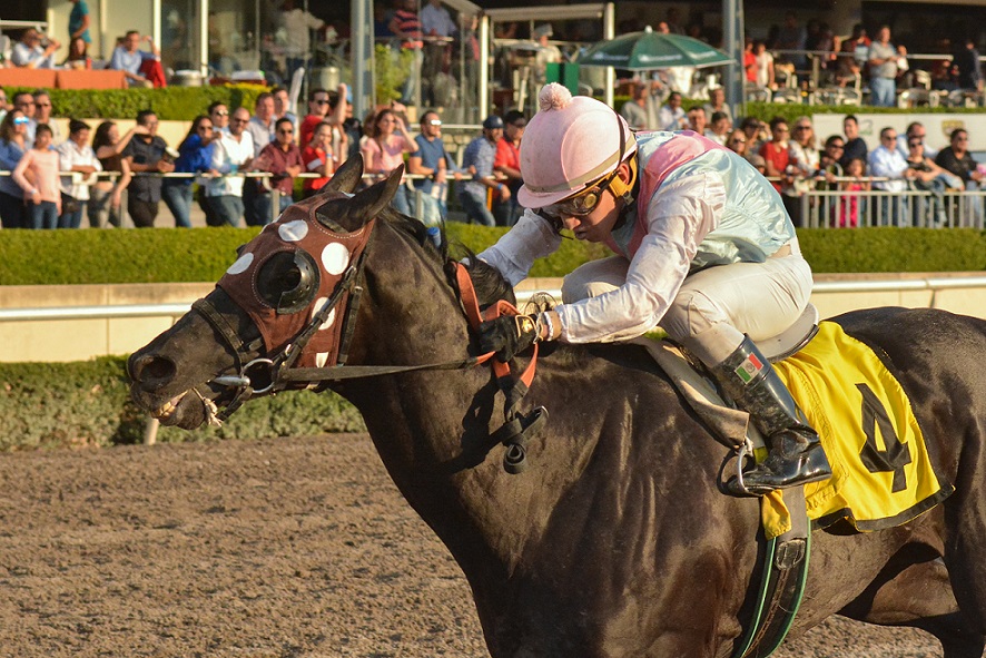 Inspirato, horse, Pegasus Stable, Clásico Gran Zar, Hipódromo de Las Américas, sábado, 15 de junio de 2019. Foto: Miguel Ángel Espinoza