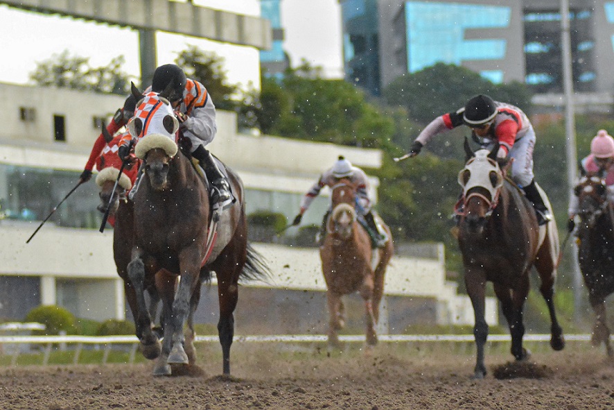 Jicamón, horse, Temple City, Clásico Handicap Copa De Oro, sábado, 29 de junio de 2019, Hipódromo de Las Américas. Foto: Miguel Ángel Espinoza