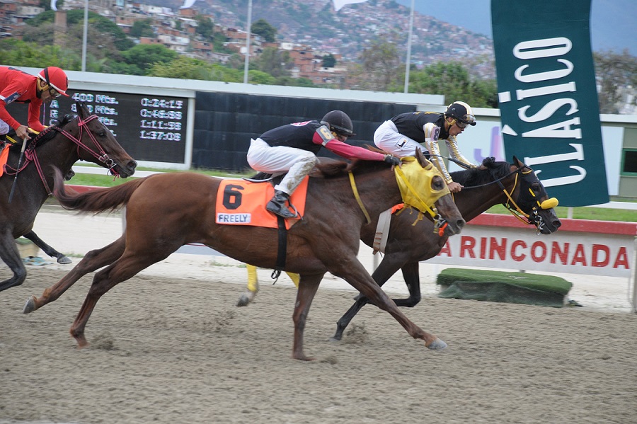 Kandinsky, horse, Haras Los Samanes, Clásico José Antonio Páez, domingo, 2 de junio de 2019, La Rinconada. Foto: Jorge Yánez