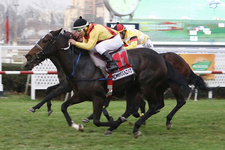 Remembranzas, horse, Haras Santa Isabel, Clásico Arturo Lyon Peña, domingo, 23 de junio de 2019, Club Hípico de Santiago. Foto: Jaime Cortés