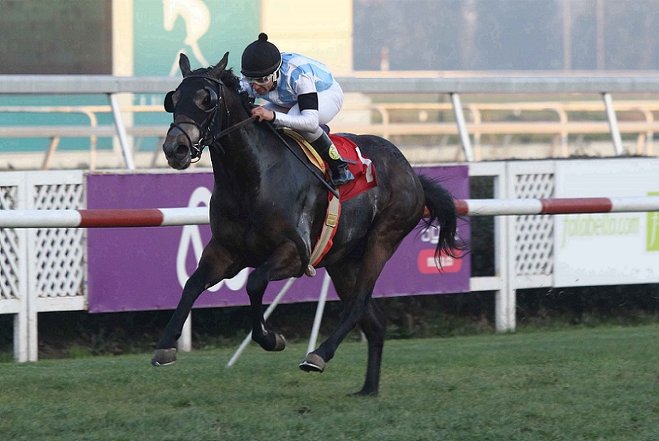 Gran Greco, horse Mastercraftsman, Clásico Raimundo Valdés, lunes, 15 de julio de 2019, Club Hípico de Santiago. Foto: Jaime Cortés