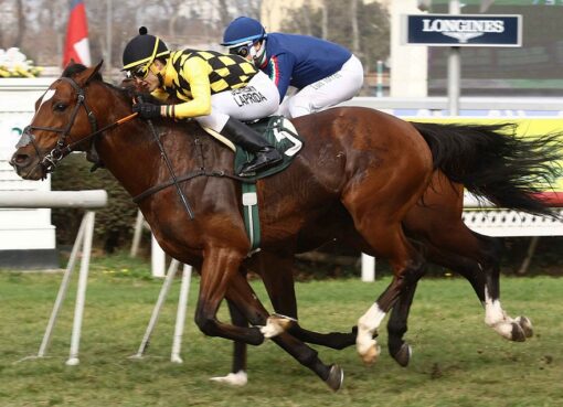 John Sunday, horse, Haras Don Alberto, Clásico Eugenio Zegers, lunes, 29 de julio de 2019, Club Hípico de Santiago. Foto: Jaime Cortés