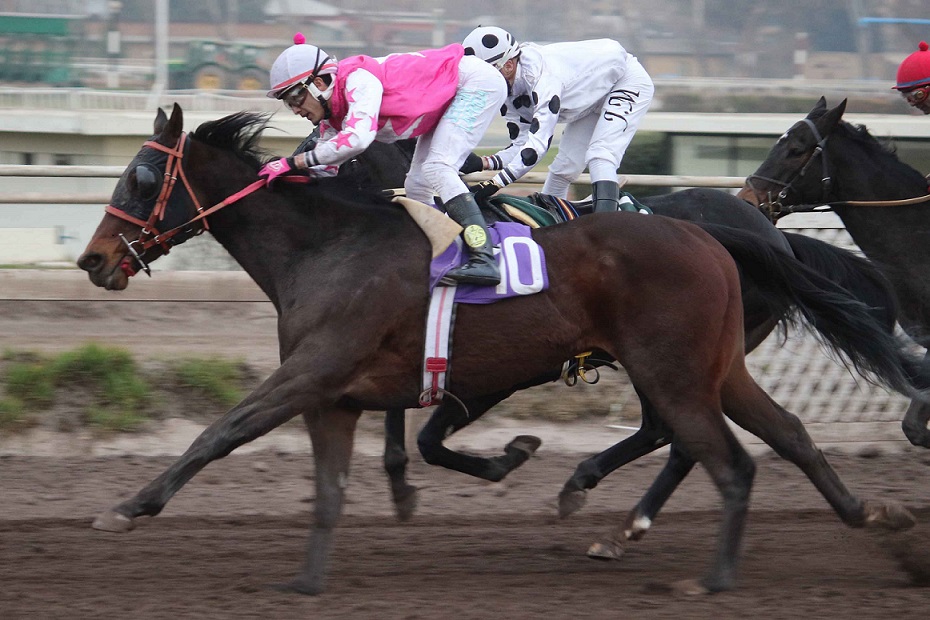 Tangananica, horse, Haras Las Camelias, Clásico Clear Song, viernes, 19 de julio de 2019, Club Hípico de Santiago. Foto: Jaime Cortés
