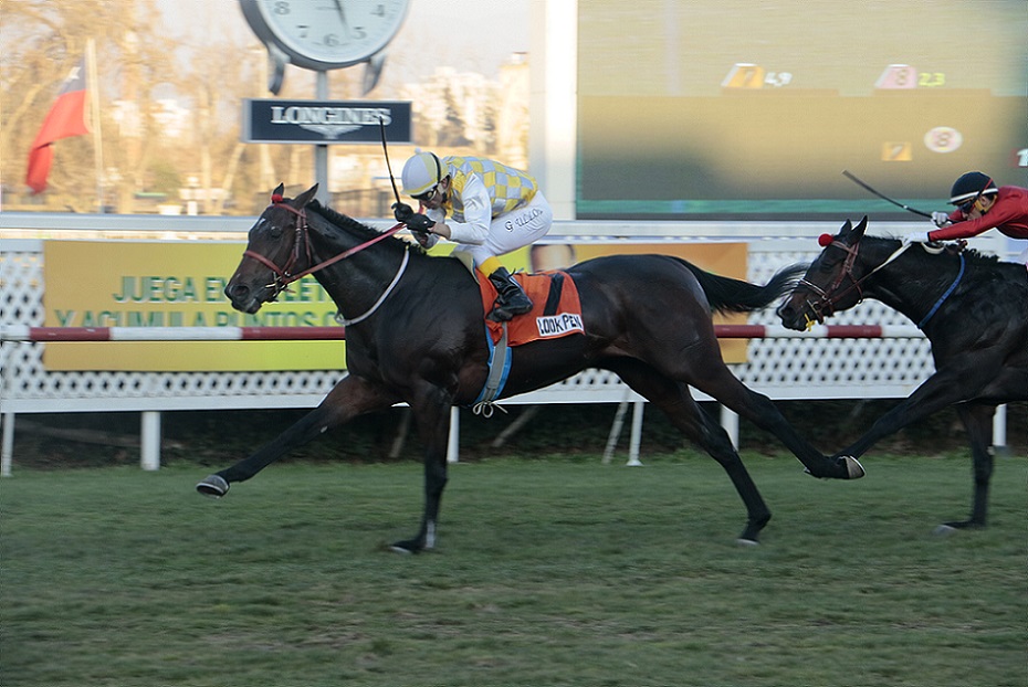 Look Pen, horse, Lookin At Lucky, Clásico Polla de Potrillos, domingo, 4 de agosto de 2019, Club Hípico de Santiago. Foto: Jaime Cortés