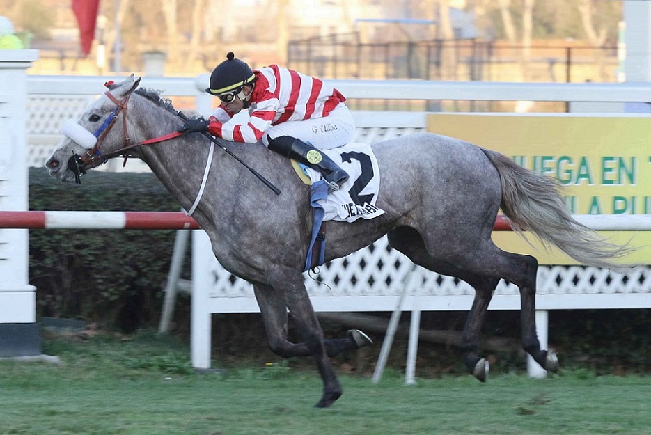 Reina De Arabie, horse, Haras El Jokcey, Clásico Polla de Potrancas, viernes, 2 de agosto de 2019, Club Hípico de Santiago. Foto: Jaime Cortés