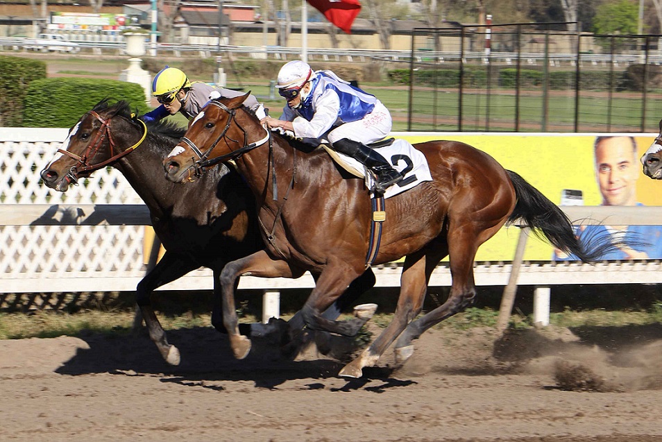 Con Dinero, horse, Haras Curiche, Clásico El Turf Com, viernes, 13 de septiembre de 2019, Club Hípico de Santiago. Foto: Jaime Cortés
