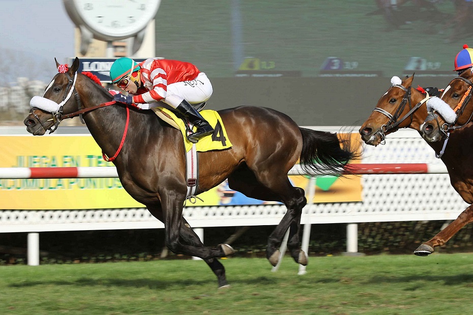 Del Bosque, horse, Haras Don Alberto, Clásico Municipalidad de Santiago, viernes, 6 de septiembre de 2019, Club Hípico de Santiago. Foto: Jaime Cortés