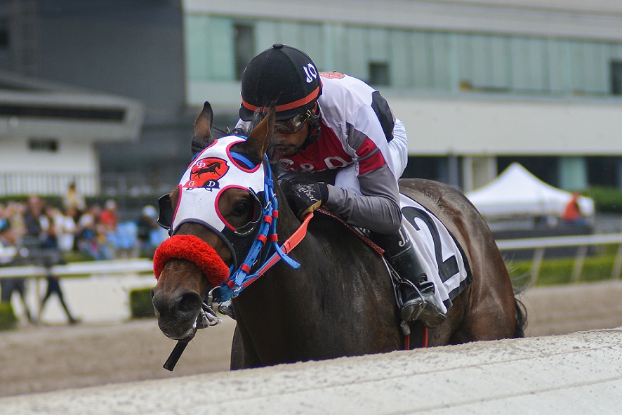 Entropía, horse, Itsmyluckyday, Clásico Gran Promesa, Hipódromo de Las Américas, 9 de julio de 2019. Foto: Miguel Ángel Espinoza