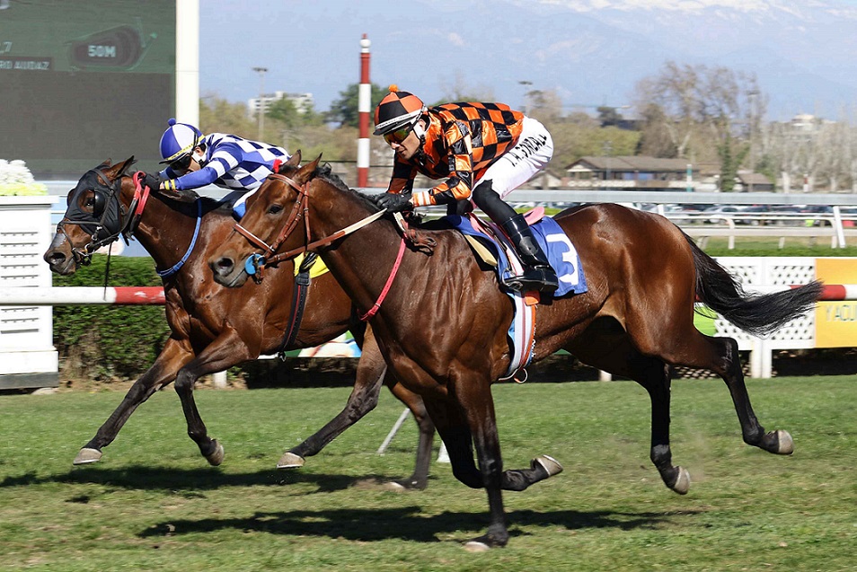 Million, horse, Scat Daddy, Clásico Carreras del 20, viernes, 21 de septiembre de 2019, Club Hípico de Santiago. Foto: Jaime Cortés
