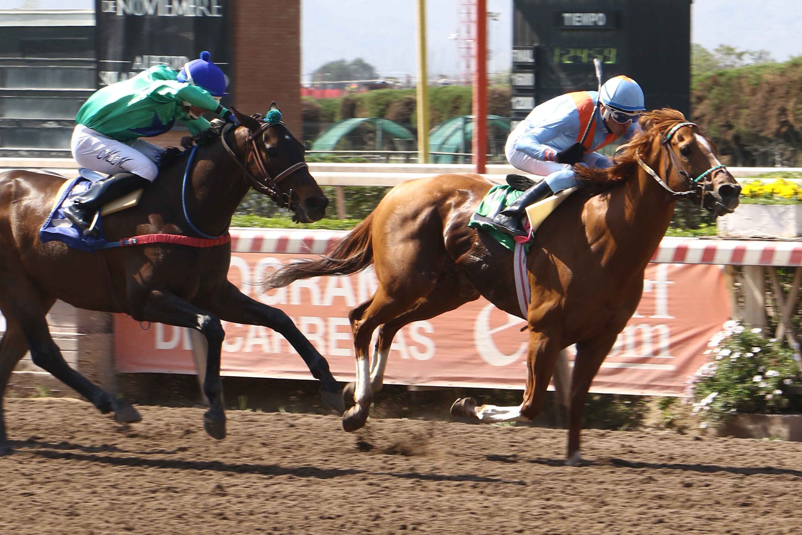 Algoritmo, horse, Haras Paso Nevado, Clásico MEGA, jueves, 17 de octubre de 2019, Hipódromo Chile. Foto: Jaime Cortés