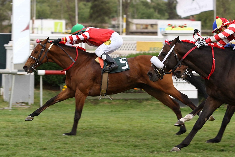 Bicampeón Chileno, horse, Haras Don Alberto, Clásico Futuros Campeones, lunes, 7 de octubre de 2019, Club Hípico de Santiago. Foto: Jaime Cortés