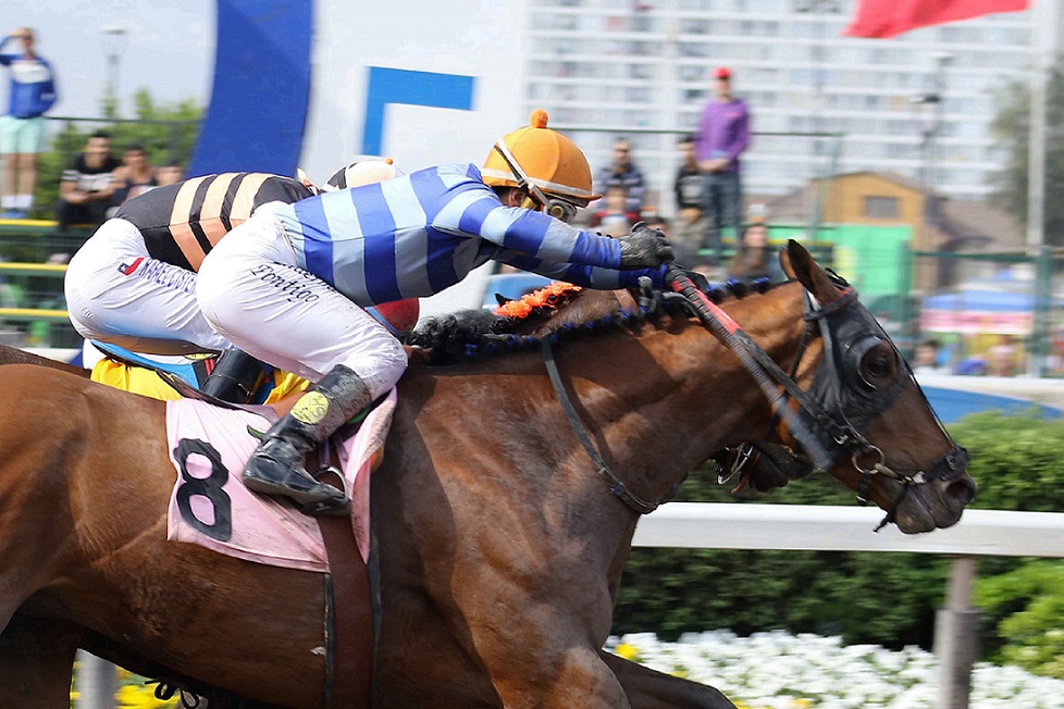 El Barrero, horse, Haras Matriarca, Clásico Luis Vera Calderón y Luis Vera Giannini, sábado, 19 de octubre de 2019, Hipódromo Chile. Foto: Jaime Cortés