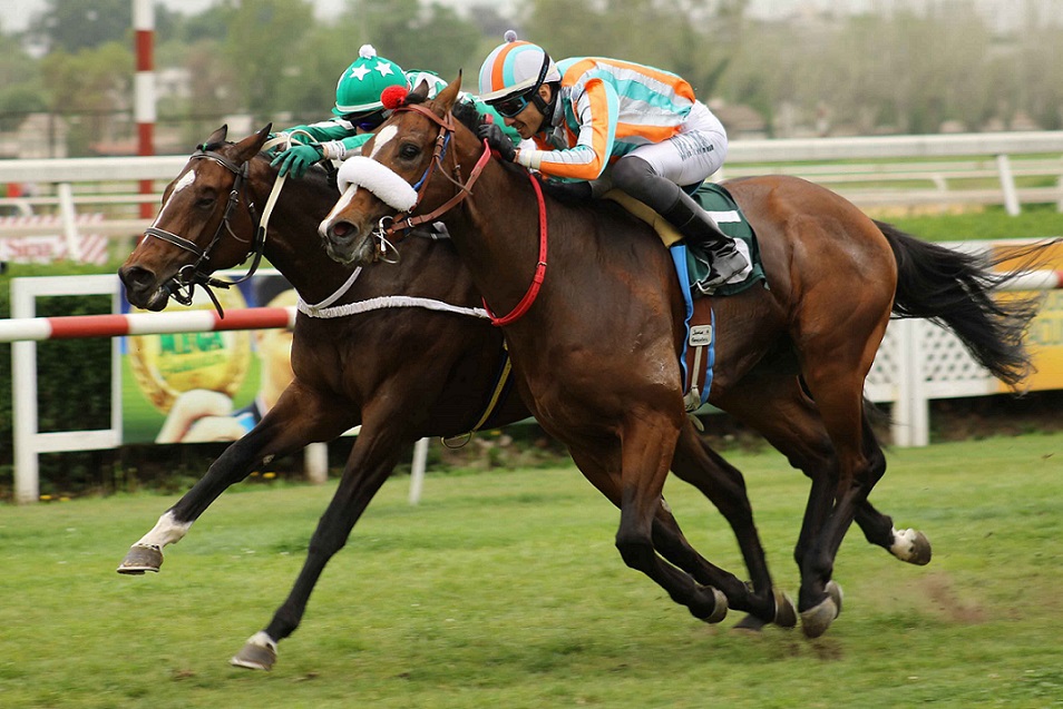 El Chico Chueco, horse, Haras Don Alberto, Clásico Husares, viernes, 11 de octubre de 2019, Club Hípico de Santiago. Foto Jaime Cortés