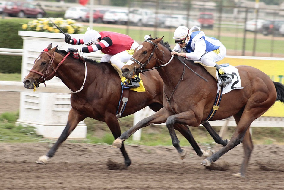 Gran Gatsby, horse, Haras Dadinco, Clásico Fundación Jinetes Por Siempre, domingo, 13 de octubre de 2019, Club Hípico de Santiago. Foto: Jaime Cortés