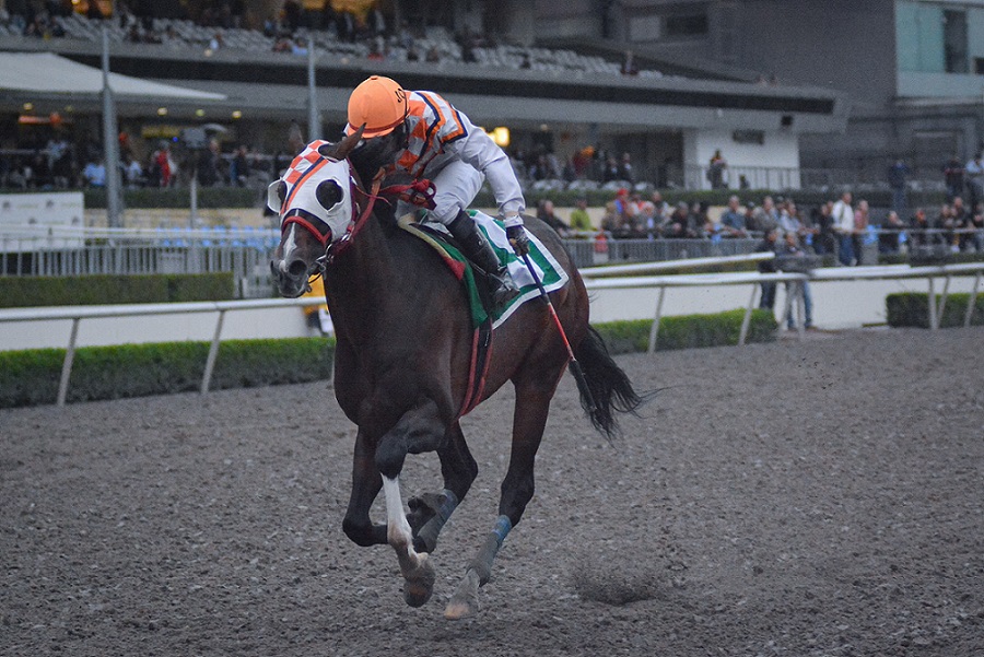 Kandinsky, horse, Cuadra G.L., Clásico de Otoño, Hipódromo de Las Américas, sábado, 26 de octubre de 2019. Foto: Miguel Ángel Espinoza