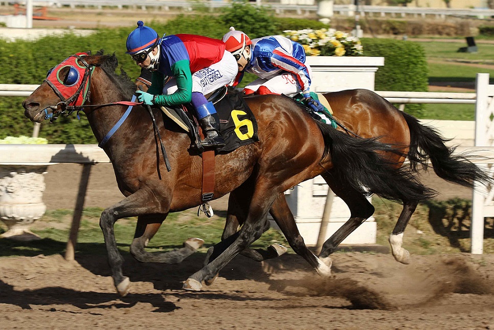 Liberador, horse, Haras Dadinco, Clásico VTR, viernes, 18 de octubre de 2019, Club Hípico de Santiago. Foto: Jaime Cortés