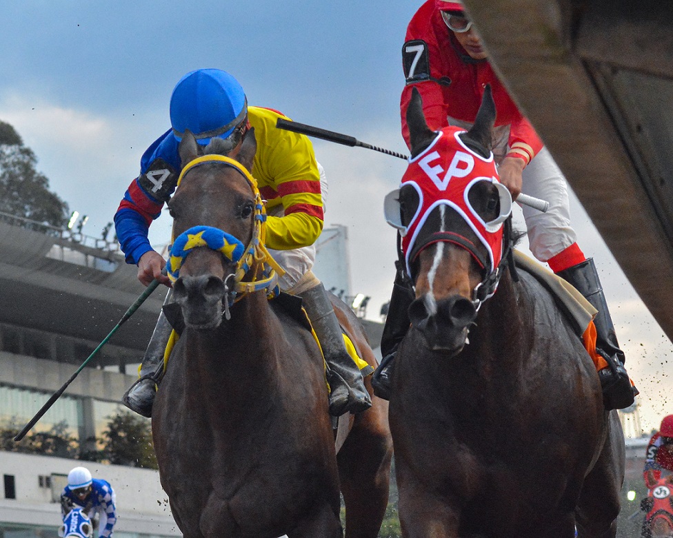 Sancocho, horse, Rancho San Jorge, Clásico Domiciano, Hipódromo de Las Américas, sábado, 12 de octubre de 2019. Foto: Miguel Ángel Espinoza