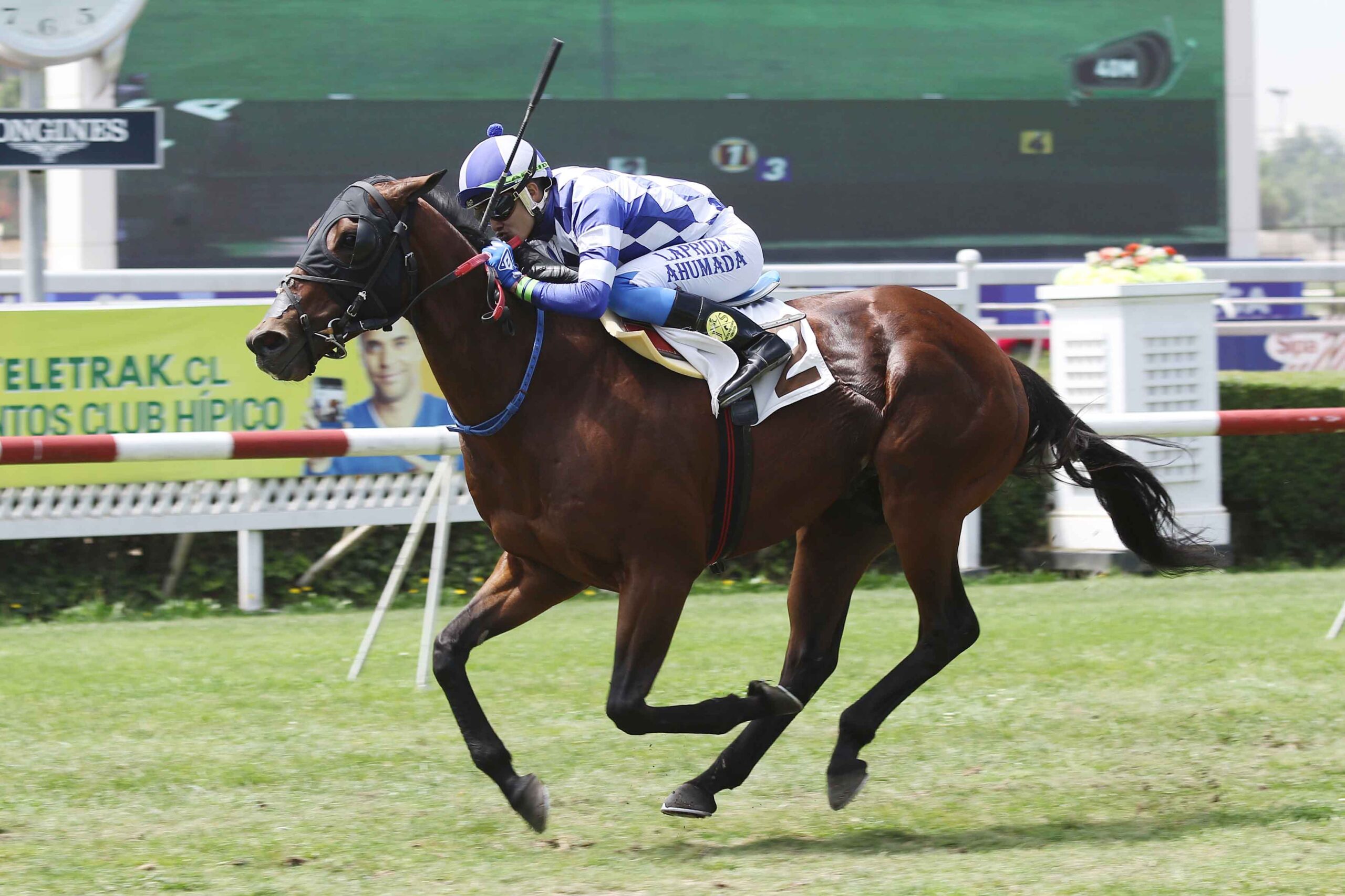 Tamburo Di Oro, horse, Haras Don Alberto, Clásico Copa de Oro María Luisa Solari, viernes, 25 de octubre de 2019, Club Hípico de Santiago. Foto: Jaime Cortés