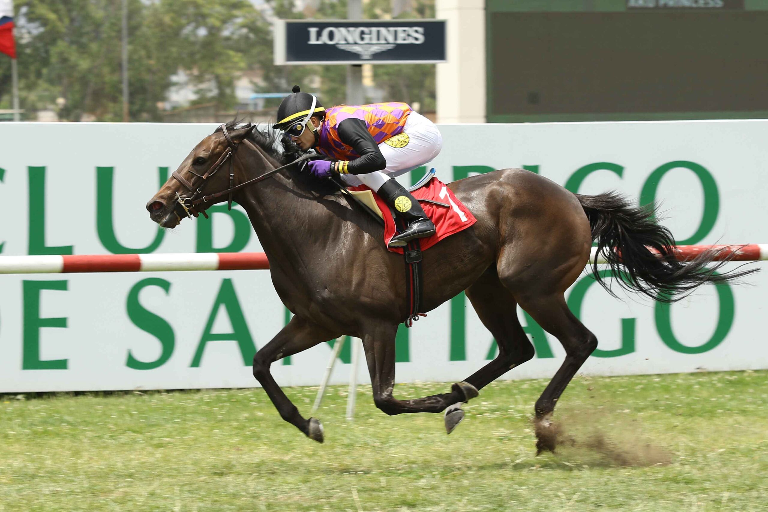 Akú Princess, horse, Haras Las Don alberto, Clásico Chesterton, domingo, 24 de noviembre de 2019, Club Hípico de Santiago. Foto: Jaime Cortés