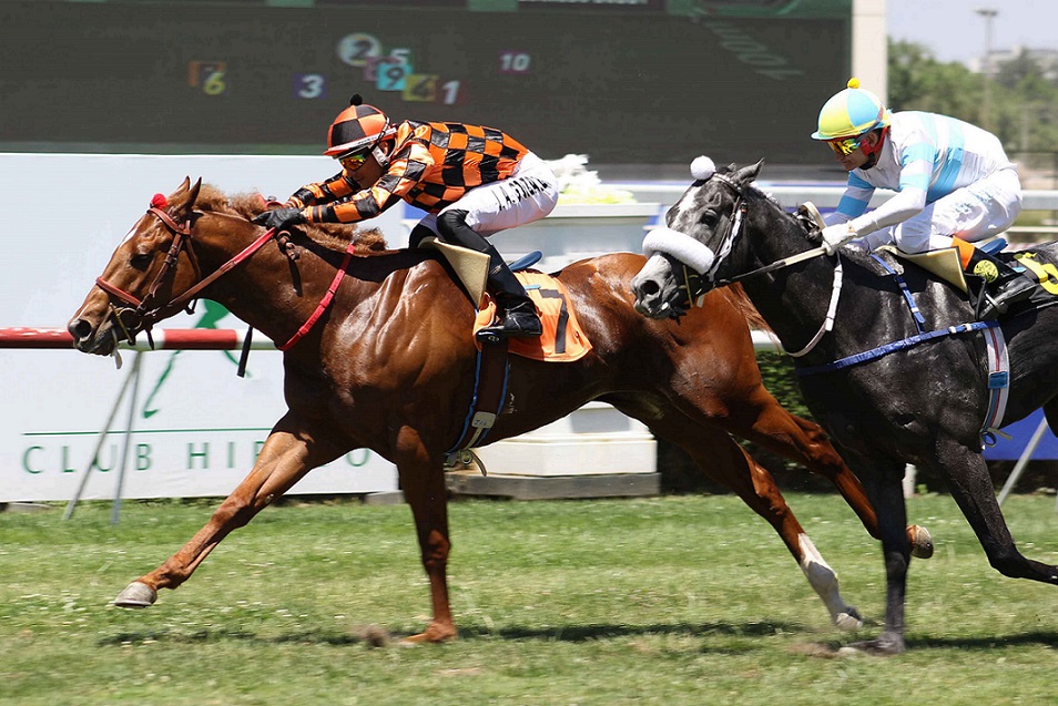 LUCKY WEEKEND Horse, Lookin At Lucky, Clásico Warrior, Club Hípico de Santiago. Foto Jaime Cortés