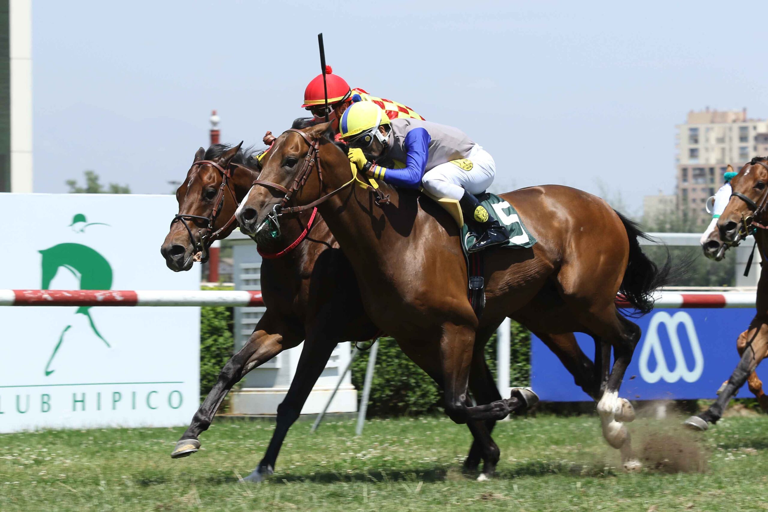 Shot Menzel, horse, Haras Don Alberto, Clásico Bolsa de Comercio de Santiago, viernes, 22 de noviembre de 2019, Club Hípico de Santiago. Foto: Jaime Cortés
