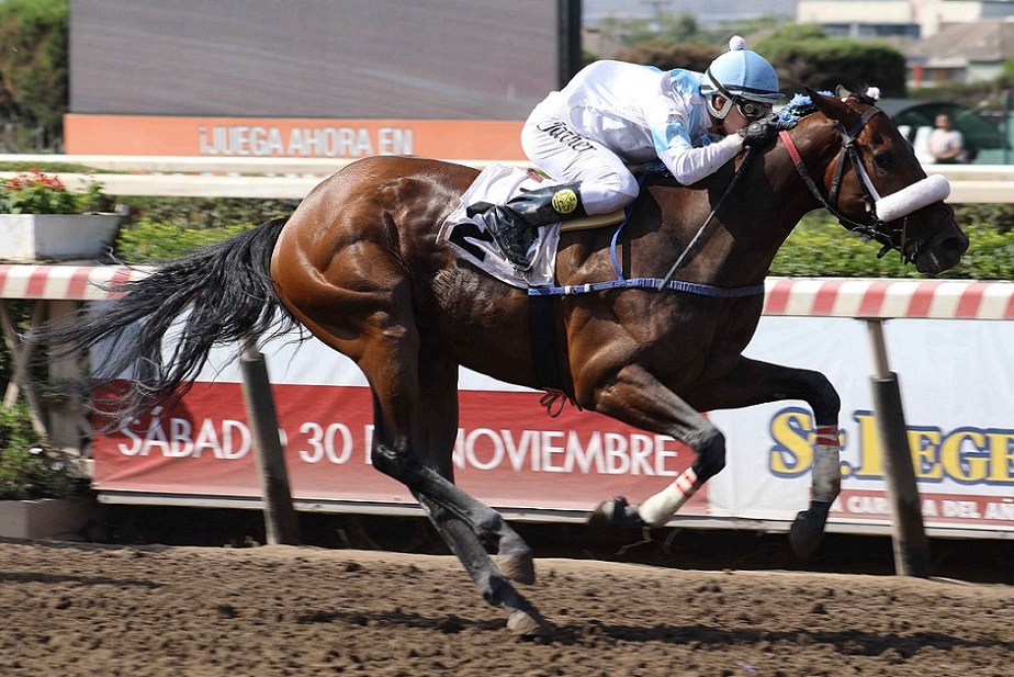 Un Buen Amigo, horse, Haras San Patricio, Andrés Morande Tocornal, sábado, 23 de noviembre de 2019, Hipódromo de Chile. Foto Jaime Cortés