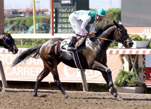 Win Here, horse, Haras El Sheik, General José Miguel Carrera Verdugo, jueves, 21 de noviembre de 2019, Hipódromo Chile. Foto: Jaime Cortés