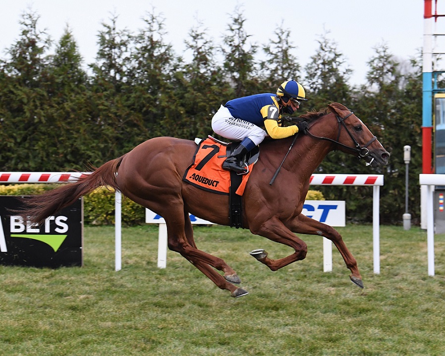 Sadler´s Joy, horse, Kitten´s Joy, Red Smith Stakes, sábado, 23 de noviembre de 2019, Aqueduct. Foto: Coglaniese Photo & Susie Raisher