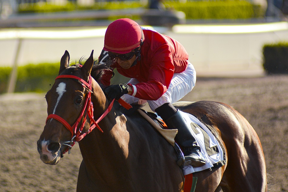 Mexican Wonder Boy, horse, Cuadra San Jorge, Clásico Campeonato Juvenil, 14 de diciembre de 2019. Foto: Miguel Ángel Espinoza