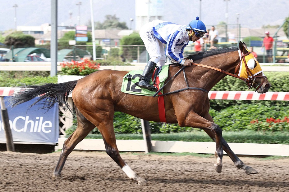 In Sa Allah, horse, Haras La Compañía, Clásico Subieron Bandera, sábado, 16 de enero de 2020, Hipódromo de Chile. Foto: Jaime Cortés