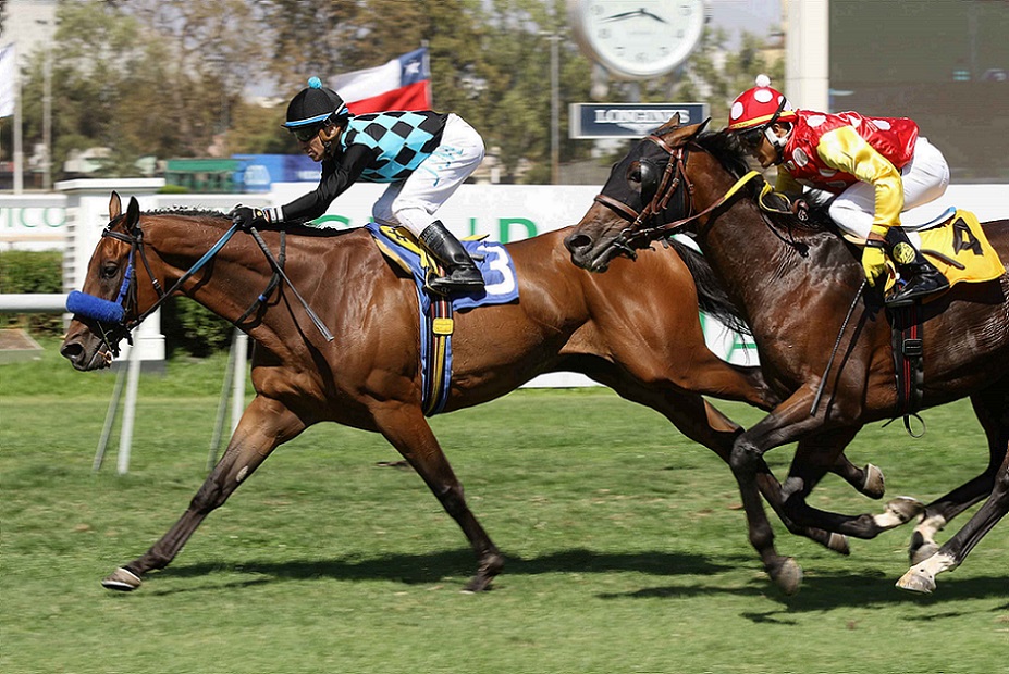 Kaif, Horses, Stud Cariblanco, Clásico Alfonso Vial, viernes, 10 de enero de 2020, Club Hípico de Santiago. Foto: Jaime Cortés