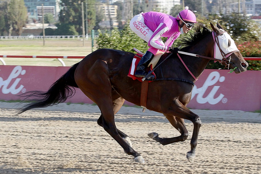 Picantita, horse, Stud Rafael Sánchez, Clásico Castillo Wulff, miércoles, 25 de marzo de 2021, Valparaíso Sporting Club. Foto: Jaime Cortés