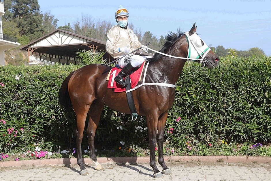 Princesa Alba, horse, en la Pelouse, Stud Papudo y el jockey, Nicolás Ramírez, miércoles, 25 de febrero de 2021. Foto: Jaime Cortés