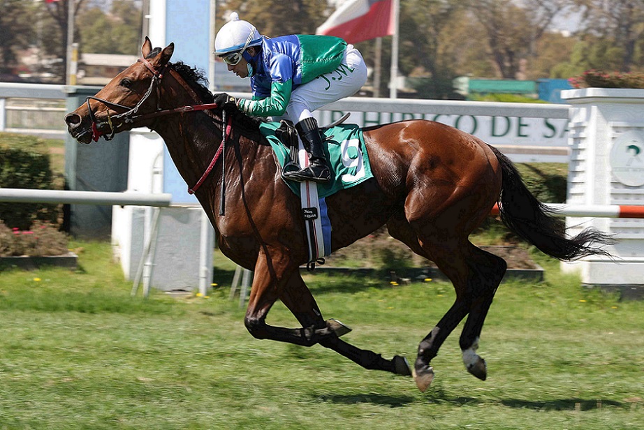 Royal Luck, horse, hijo de Lookin At Lucky, Stud Matriarca, carrera Condicional, lunes, 29 de marzo de 2021. Foto: Jaime Cortés