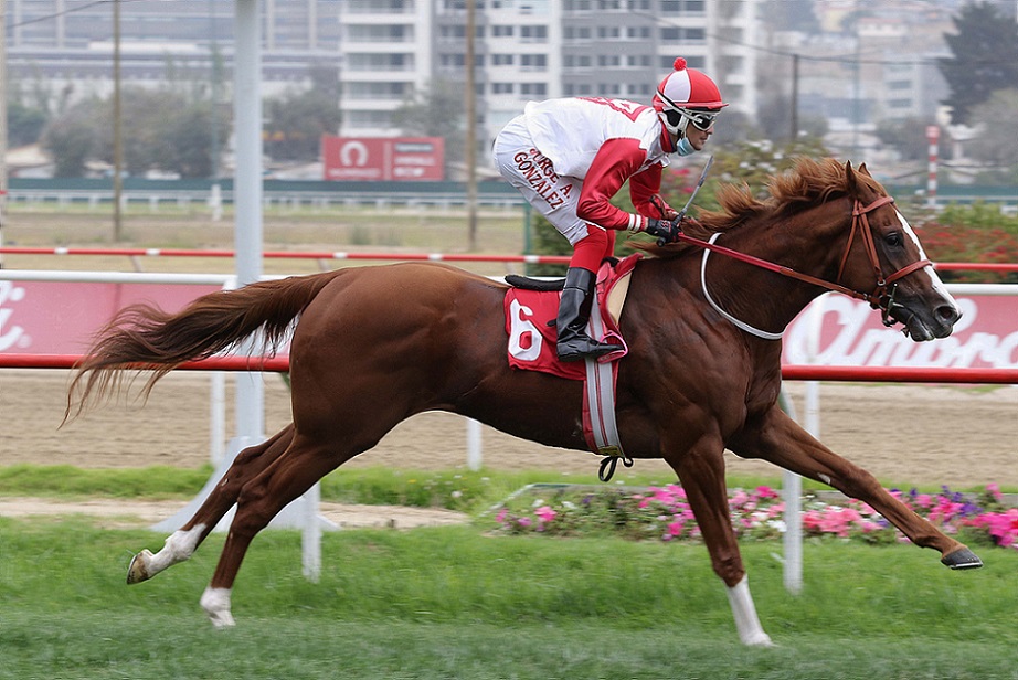 Savitar, horse, Stud Los Leones, Clásico Municipal de Viña Del Mar, miércoles, 31 de marzo de 2021, Valparaíso Sporting Club. Foto: Jaime Cortés